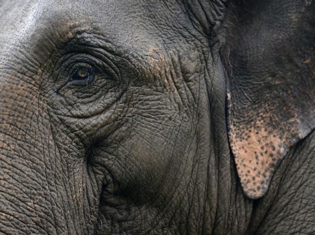 Duh! 4 Ekor Gajah Mati Ditabrak Kereta di Sri Lanka